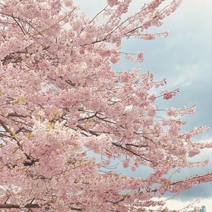 Meet your Posher, Carmen